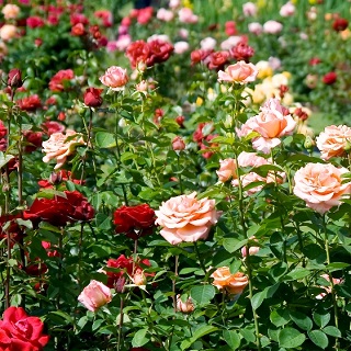 Róże wielkokwiatowe