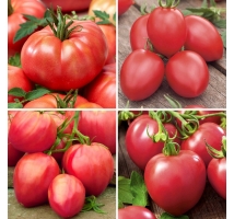 Nasiona pomidorów malinowych - zestaw 4 odmian
