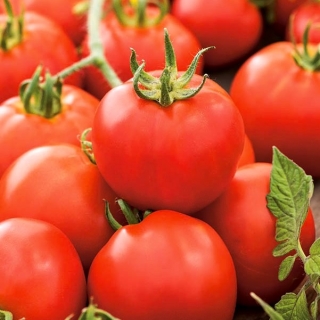 Pomidor Antares - wyjątkowo odporny, uprawa bez palikowania