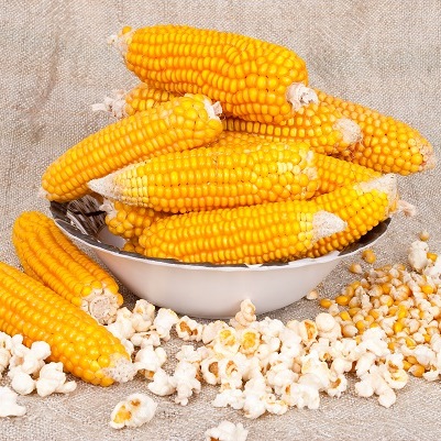 Nasiona kukurydzy