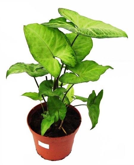 Related image