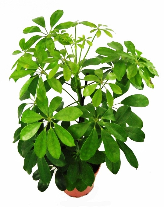 szeflera-schefflera-sklep-wiat-kwiat-w-dostawa-gratis