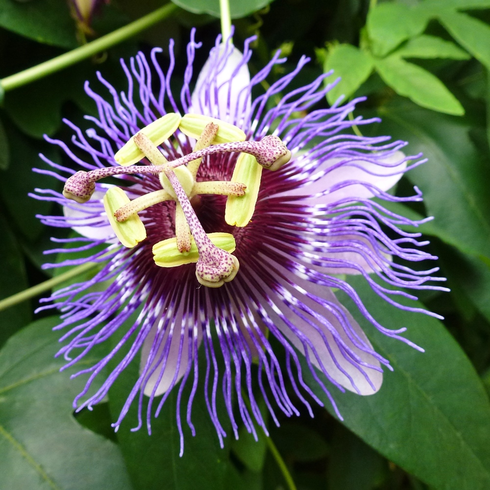 Męczennica fioletowa, Marakuja - Passiflora Purple Haze - sadzonka ...