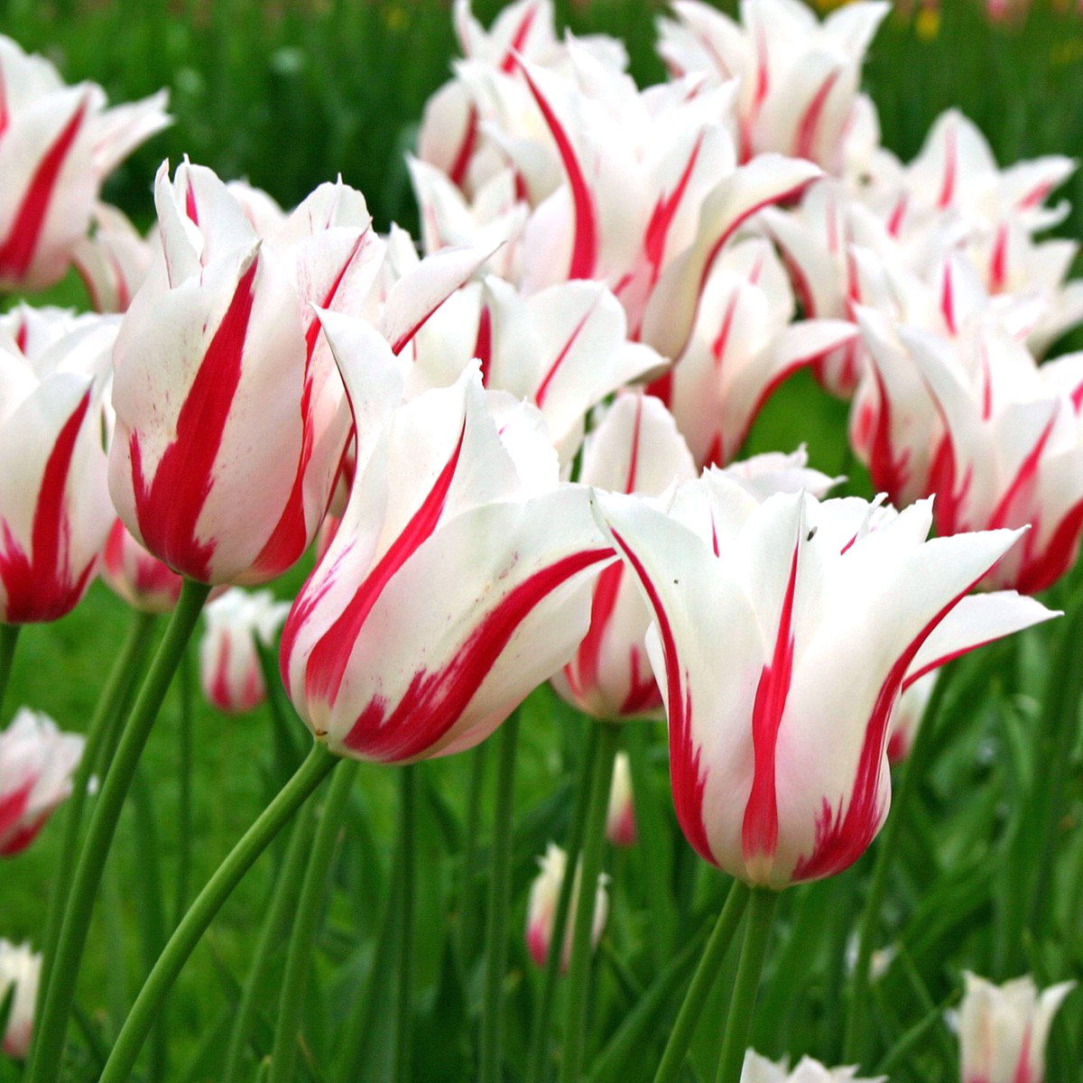 https://sklep.swiatkwiatow.pl/images/detailed/34/tulipan-marilyn3.jpg