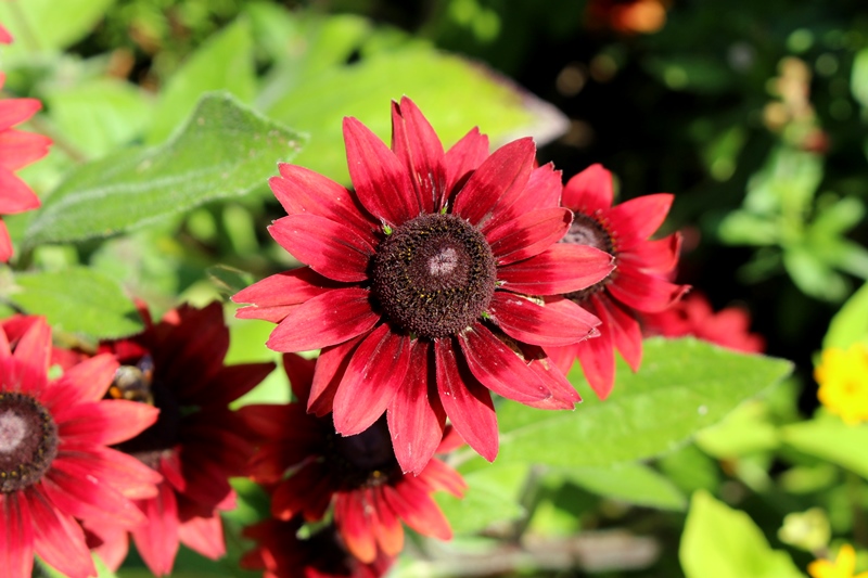 Rudbeckia Hirta 'Cherry Brandy' Garden Plant Seed Packet 1 Packet 50 Seeds T&M E - Foto 3