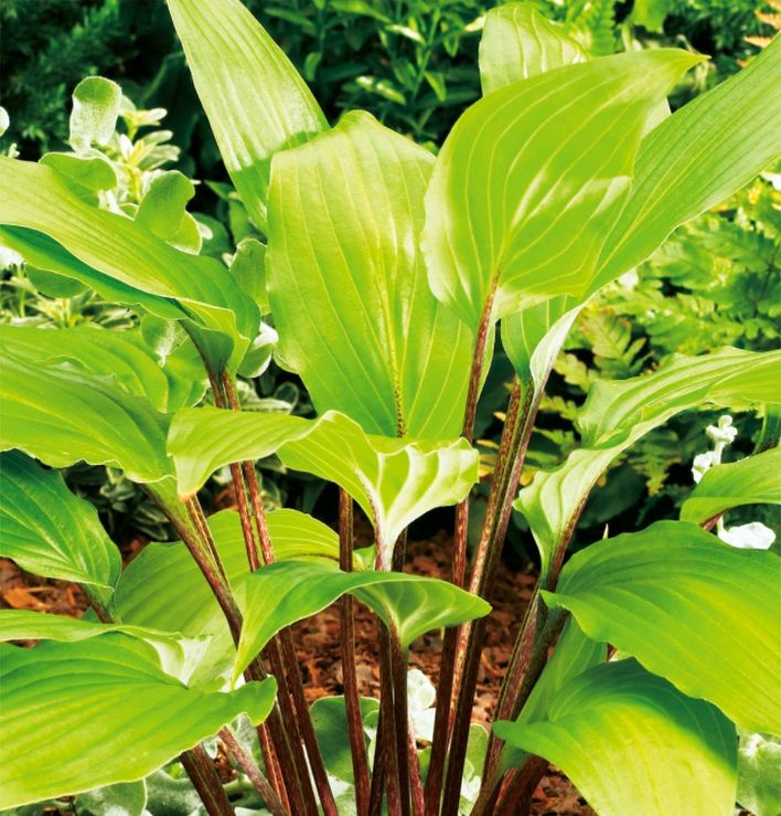Funkia Hosta Gooseberry Sundea Sklep wiat Kwiat w Dostawa Gratis funkia-hosta-gooseberry-sundea-sklep-wiat-kwiat-w-dostawa-gratis