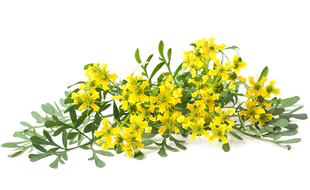 Ruta zwyczajna - Sklep Świat Kwiatów | Dostawa gratis!