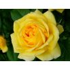 Róża wielkokwiatowa żółta - sadzonka