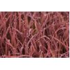 Ryż ozdobny o purpurowych liściach - Black Madras