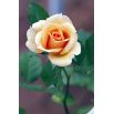 Róża wielkokwiatowa ciemna ecru - sadzonka
