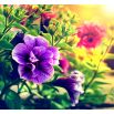 Petunia ogrodowa Polka F2 - o kwiatach pełnych
