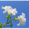 Petunia o kwiatach strzępiastych - biała
