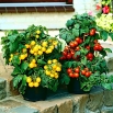 Pomidor doniczkowy zwisający - Żółty i czerwony