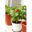Pomidor Balkoni Red F1 - balkonowy
