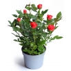 Róża miniaturowa - Dark Red - sadzonka