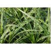 Turzyca japońska Ice Dance - Carex morrowii - trawy ozdobne - sadzonka