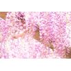 Wisteria różowa - Glicynia chińska Honbeni, Pink Ice - najpiękniejsze pnącze świata - szczepiona sadzonka