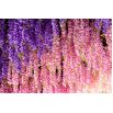 Wisteria różowa - Glicynia chińska Honbeni, Pink Ice - najpiękniejsze pnącze świata - szczepiona sadzonka