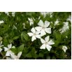 Barwinek pospolity - Gertrude Jekyll - białe kwiaty, zimozielony - sadzonka