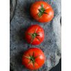 Pomidor Tukan F1 - szklarniowy