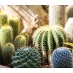 Kaktusy - mieszanka gatunków
