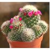 Mamilaria - kaktus meksykański - mieszanka gatunków
