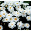 Złocień Crazy Daisy - o kwiatach półpełnych