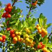 Drzewko truskawkowe - ozdobne i jadane owoce!
