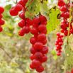 Cytryniec chiński - Czerwone jagody życia - sadzonka
