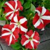 Petunia o kwiatach dwubarwnych - czerwona