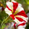 Petunia o kwiatach dwubarwnych - mieszanka Star F2