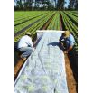 Agrowłóknina wiosenna - ochrona roślin dla zdrowych plonów - 1,60 m x 20,00 m