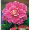 Begonia - Camellia - różowo-biała - 2 szt.