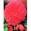 Begonia strzępiasta - różowa - 2 szt.