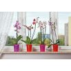 Osłonka do storczyków Orchidea - 12,5 cm - czerwona transparentna