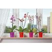 Osłonka do storczyków Orchidea - 12,5 cm - różowa transparentna
