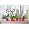 Osłonka do storczyków Orchidea - 12,5 cm - fioletowa transparentna