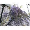 Glicynia kwiecista - fioletowo-niebieska - duża sadzonka