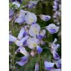 Glicynia kwiecista - fioletowo-niebieska - duża sadzonka