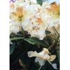 Rododendron herbaciany, Rhododendron wielkokwiatowy - Bernstein - sadzonka