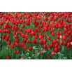 Tulipan czerwony - Red - 5 szt.