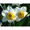 Narcyz Flower Record - 5 cebul