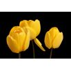 Tulipan żółty - Yellow - duża paczka! - 50 szt.
