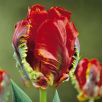 Tulipan Rococo - opak. 5 szt.