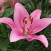 Lilia azjatycka różowa - Pink