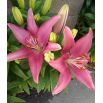 Lilia azjatycka różowa - Pink