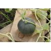 Melon Charentaise - cukrowy
