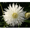 Dalia kaktusowa biała - Dahlia cactus White