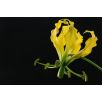 Glorioza żółta - Gloriosa Lutea