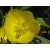 Wiesiołek missuryjski - żółty